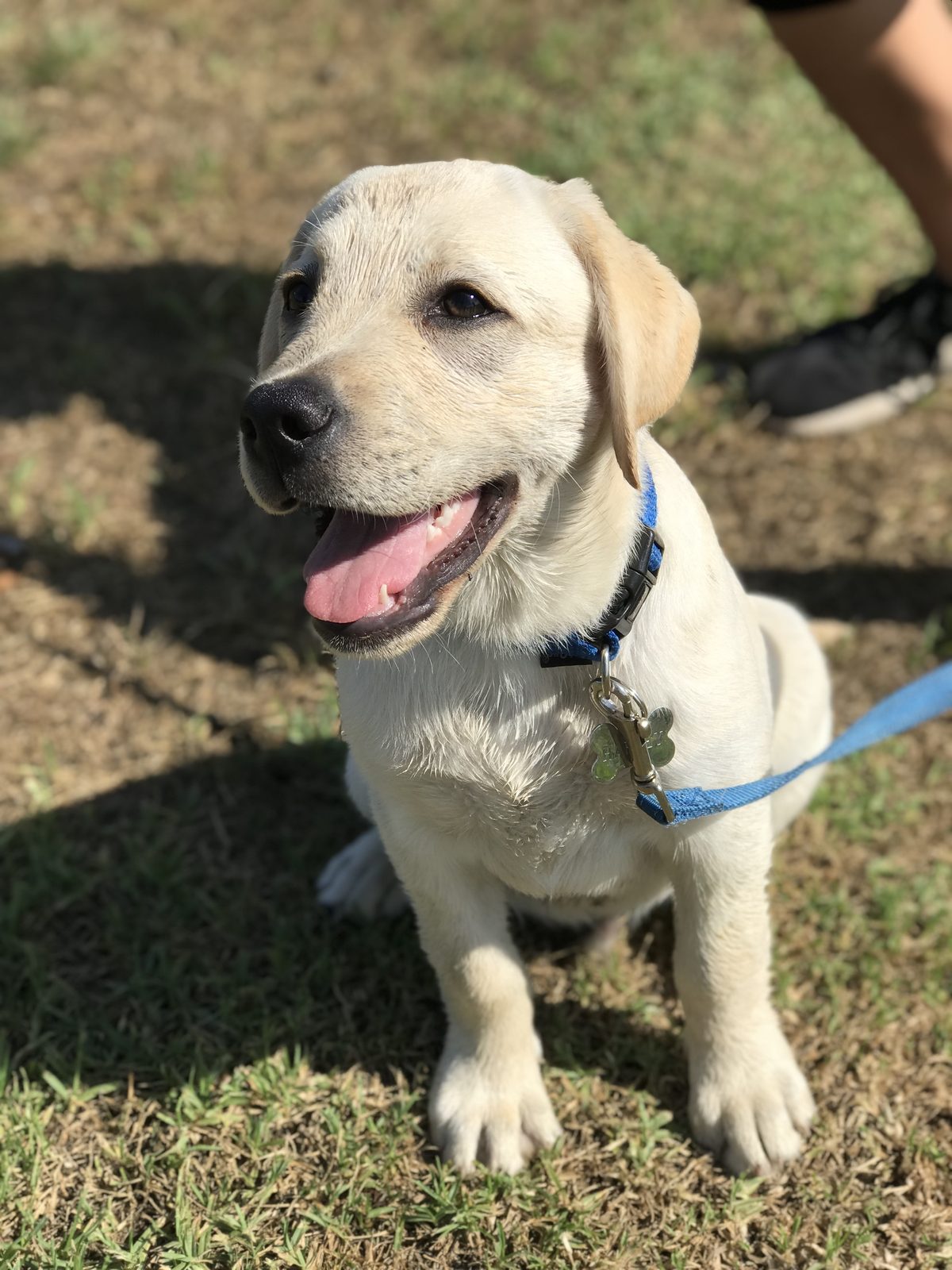 A happy yellow labrador puppy on grass