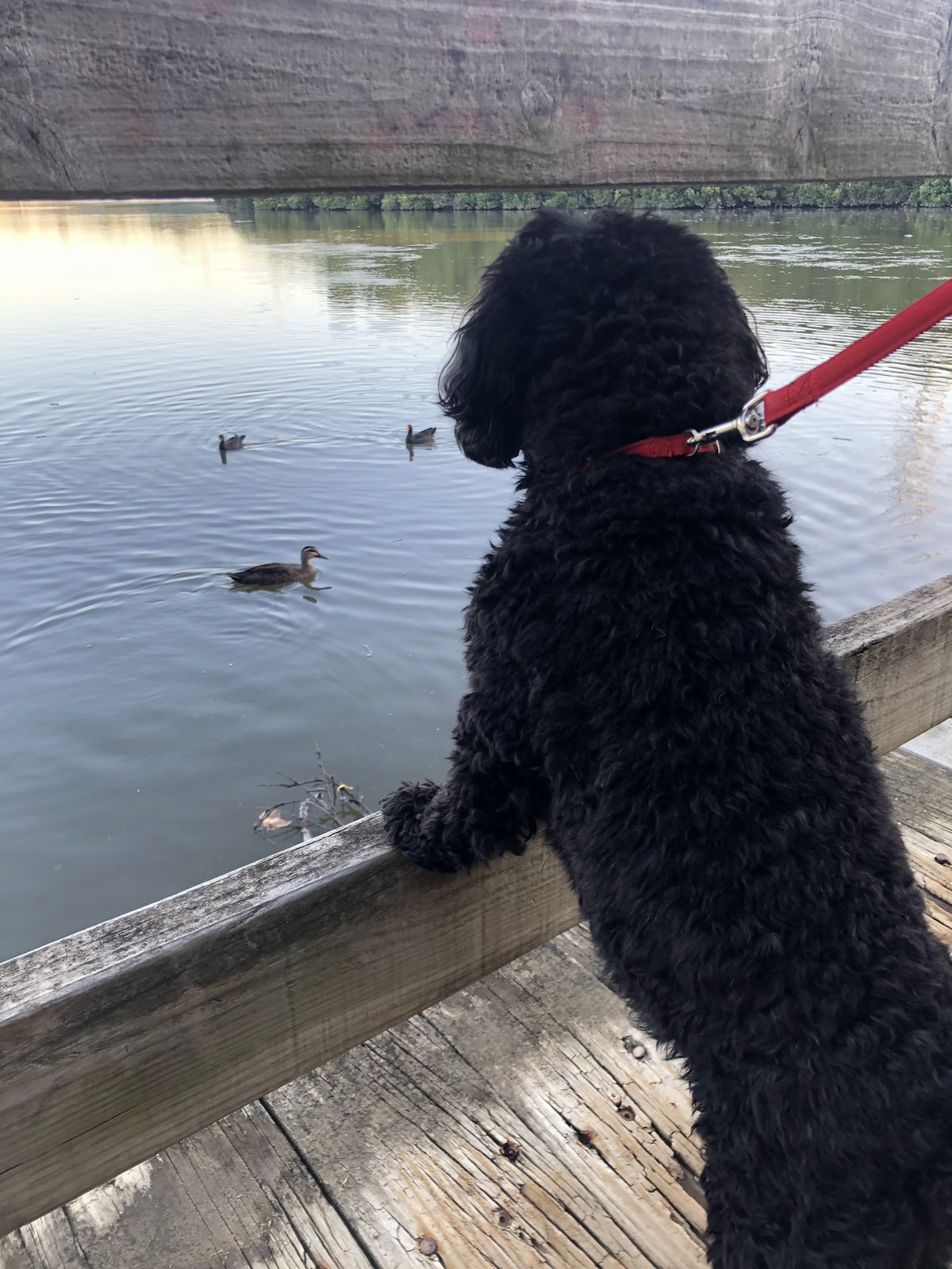 Black curly-coated dog watching ducks on the Woronora River