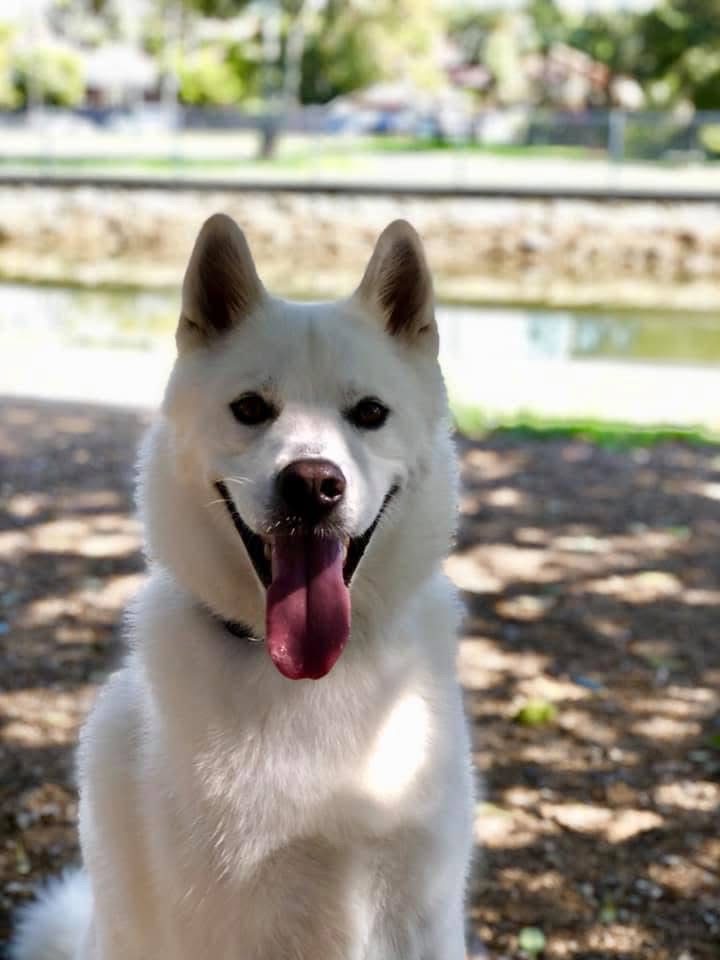 A happy white dog grinning at the camera after play