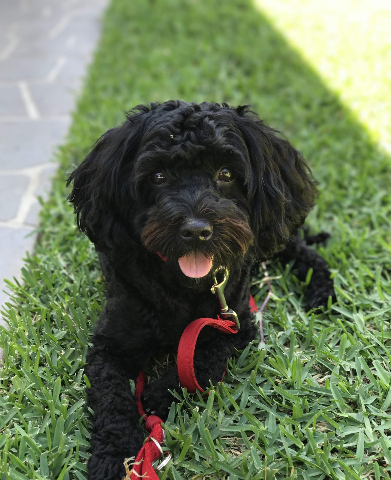 Black curly-coated dog with red leash, resting on grass