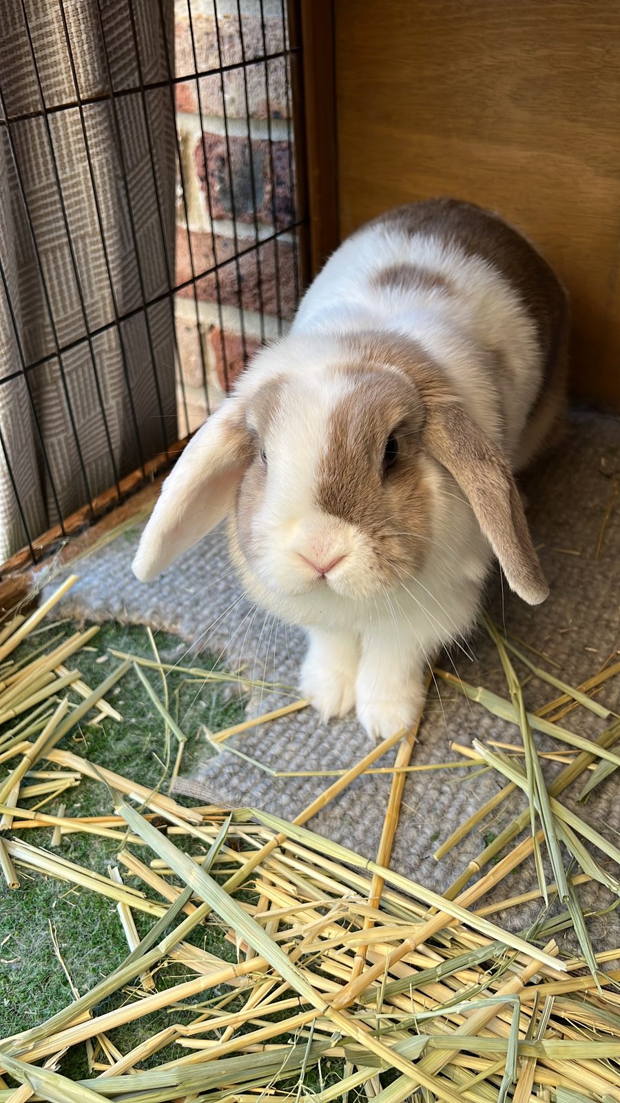 A lop-eared rabbit at home in a quiet hutch